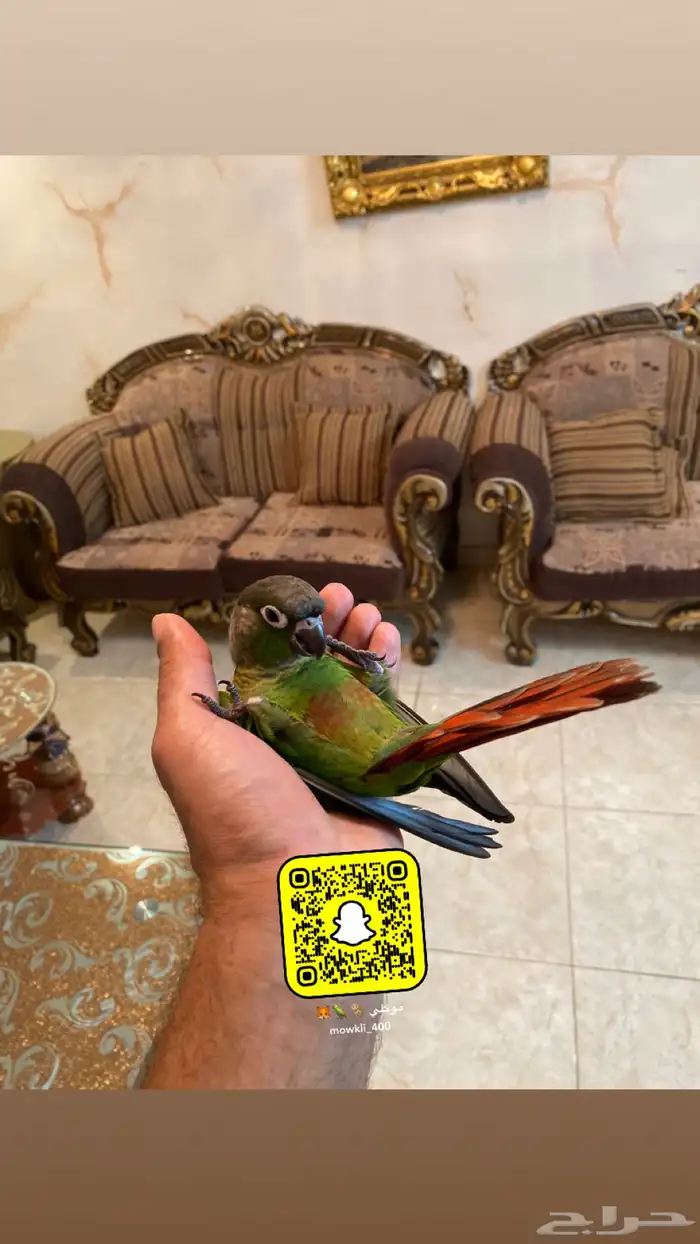 ببغاء كنيور اليف وهدد 2