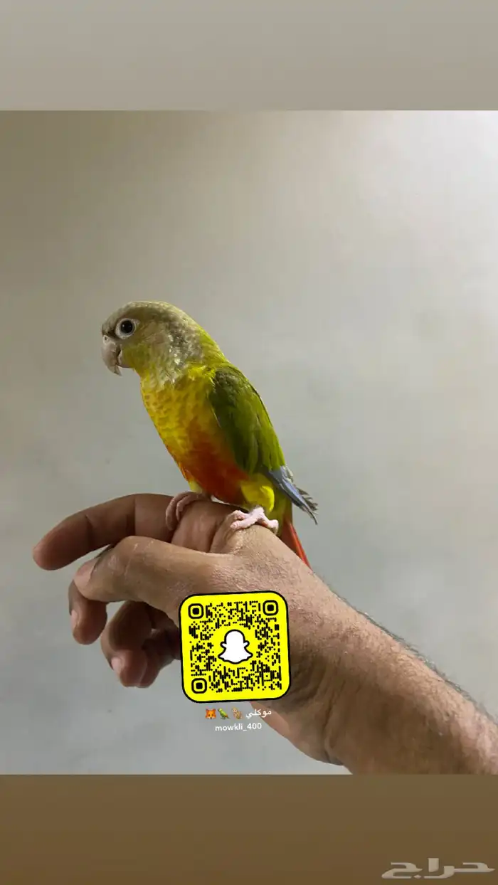 ببغاء كنيور اليف وهدد 1