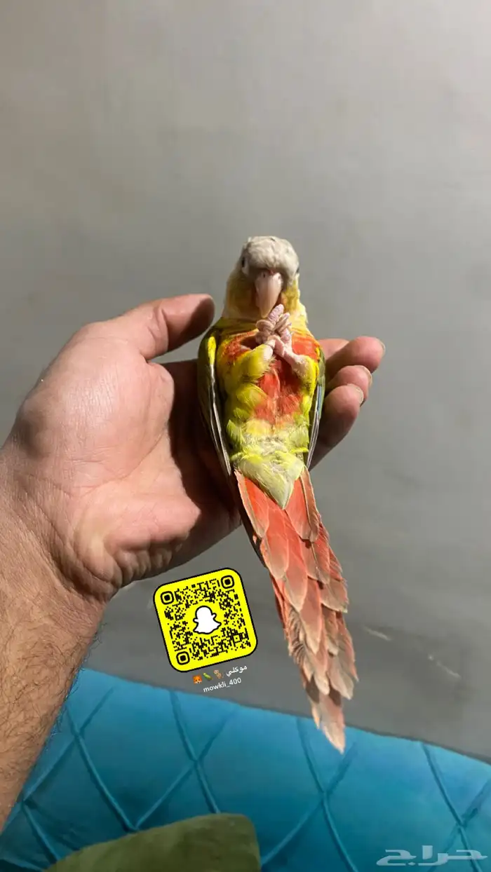 ببغاء كنيور اليف وهدد 0