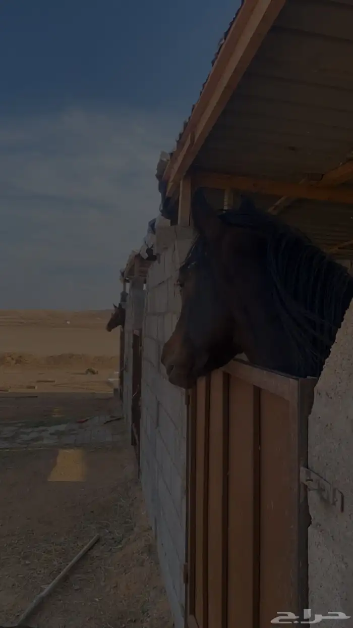 مربط الجوباء للخيل 10