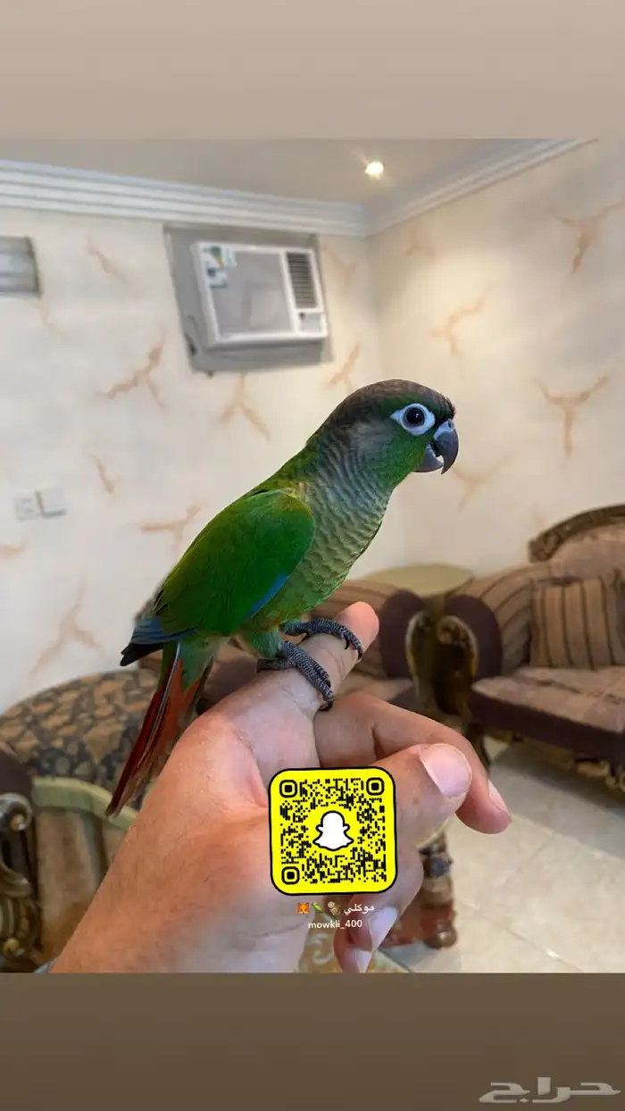 ببغاء كنيور اليف وهدد 3