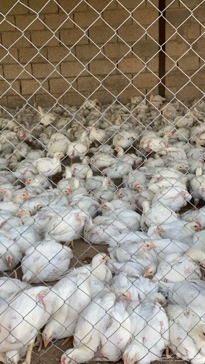 دجاج لاحم أوزان 1500 وطالع 1
