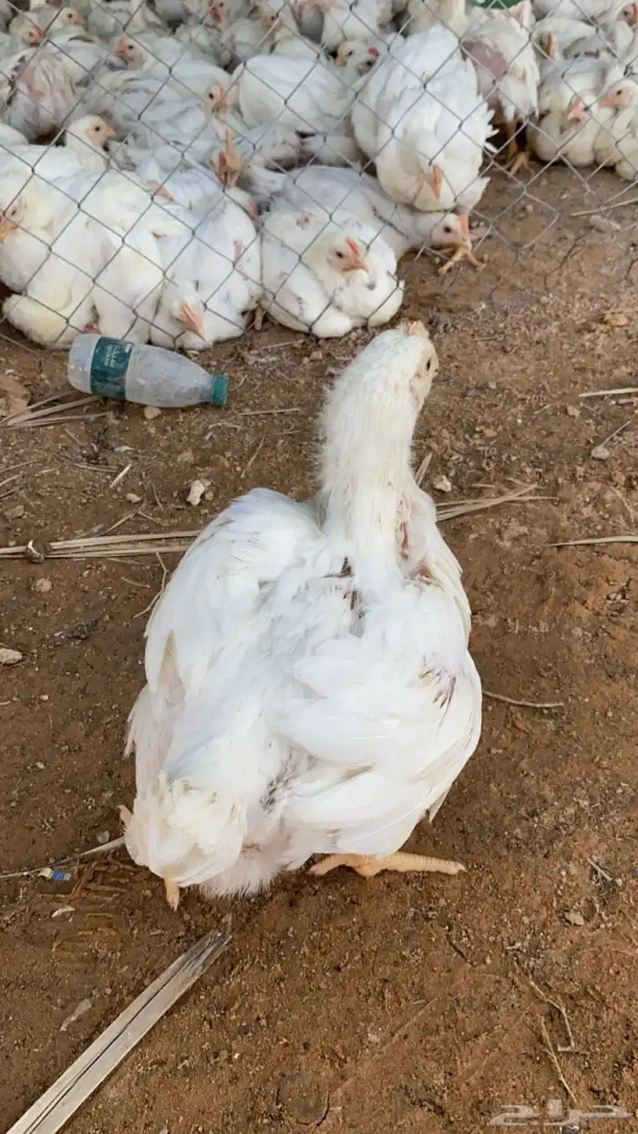 دجاج لاحم أوزان 1500 وطالع 2