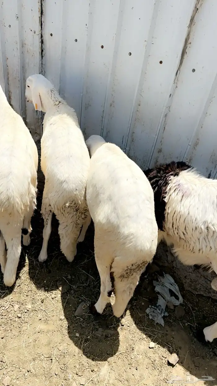 طليان سواكن تربية تضحي 1