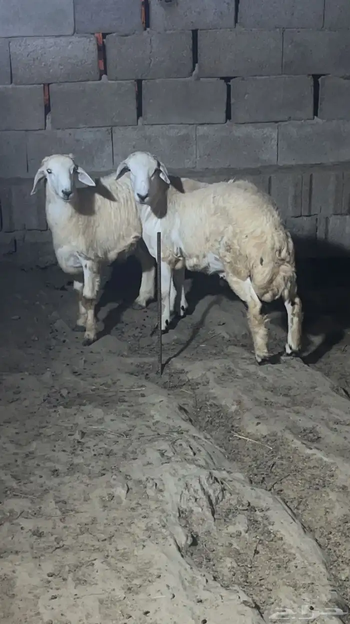 خرفان فل شحم ( تم البيع) 0