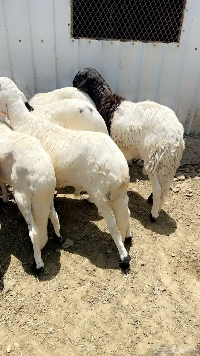 طليان سواكن تربية تضحي 3