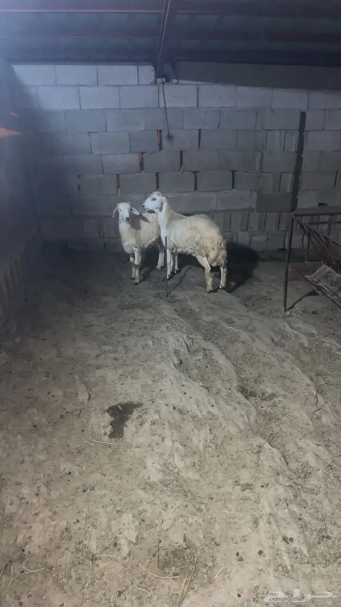 خرفان فل شحم ( تم البيع) 1