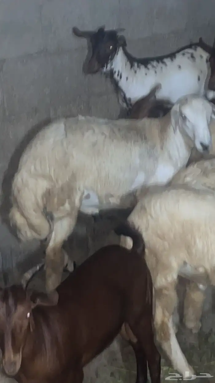 خرفان فل شحم ( تم البيع) 2