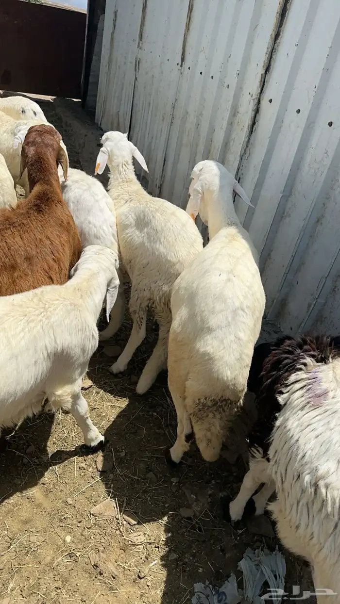 طليان سواكن تربية تضحي 4