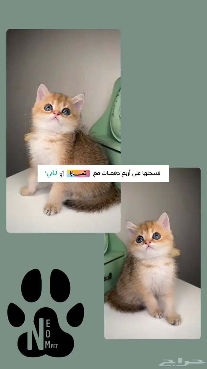 سكوتش ستريت فولد برتش شورت هير انثى ذكر كيتن قطط صغيرة شهرين 1