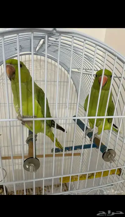 بغبغاء دره 0