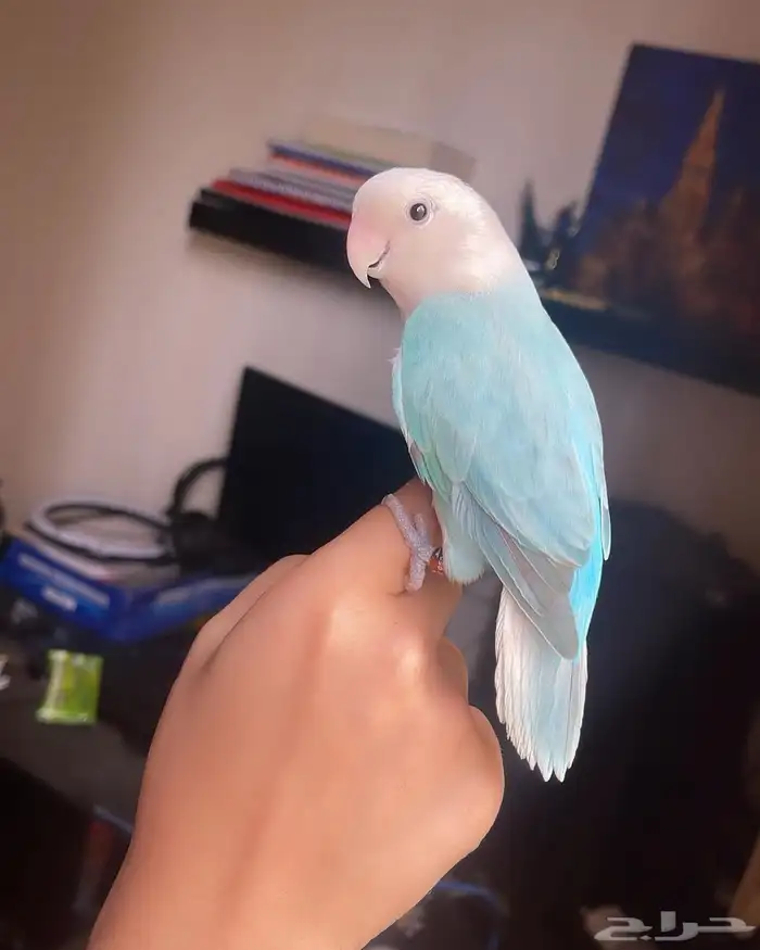 للبيع ببغاء الروز 2