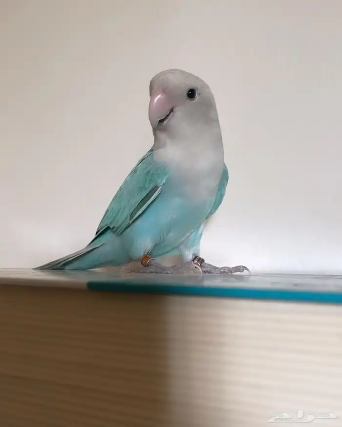 للبيع ببغاء الروز 4