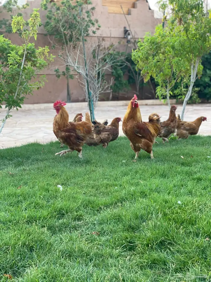 بيض دجاج فرنسي احمر مخصب 1