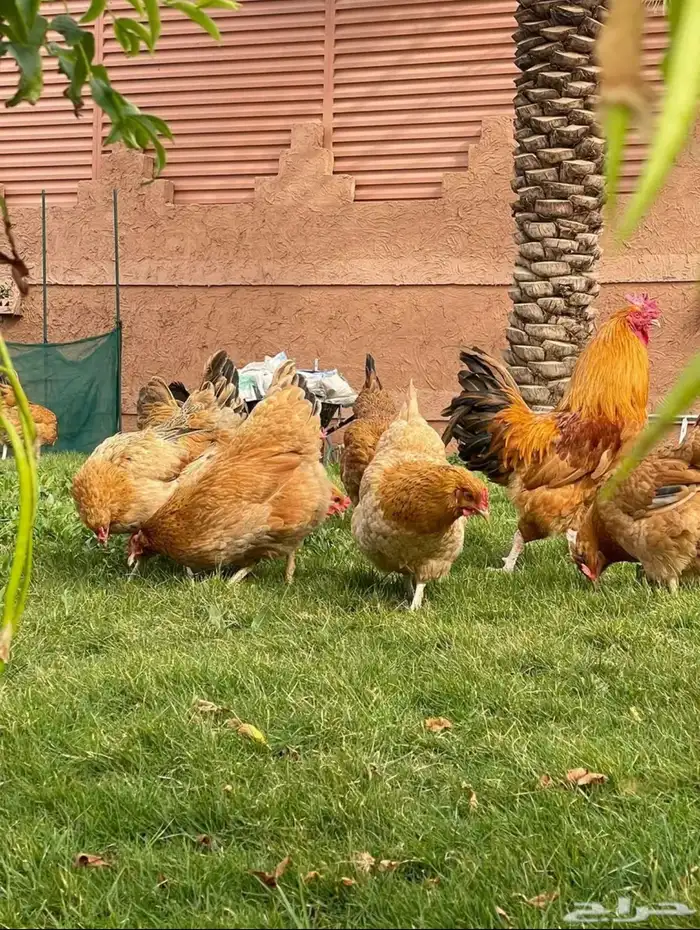 بيض دجاج فرنسي احمر مخصب 0