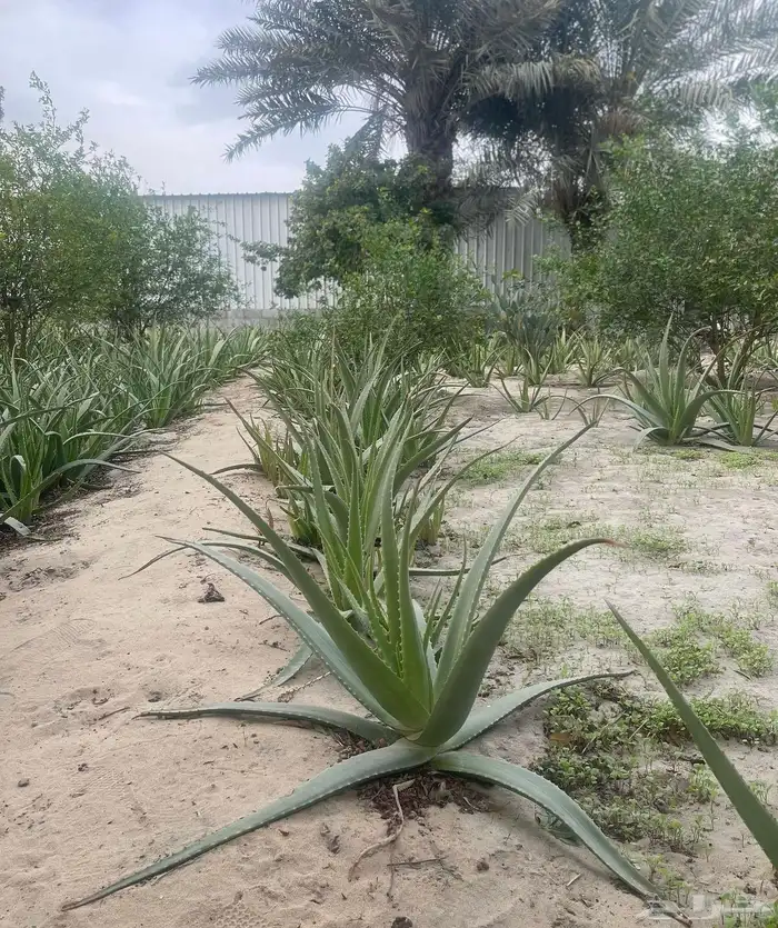 صبار للبيع بأرخص الاسعار وبأعلى جودة 2