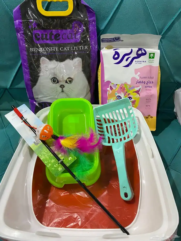 قطط هملايا بيور 4