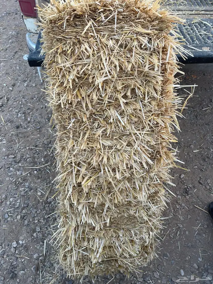 تبن قمح عود ناعم برسيم 0