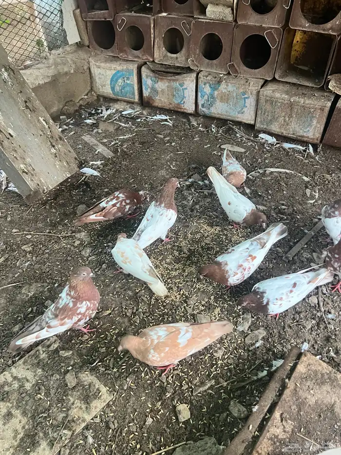 حمام 5
