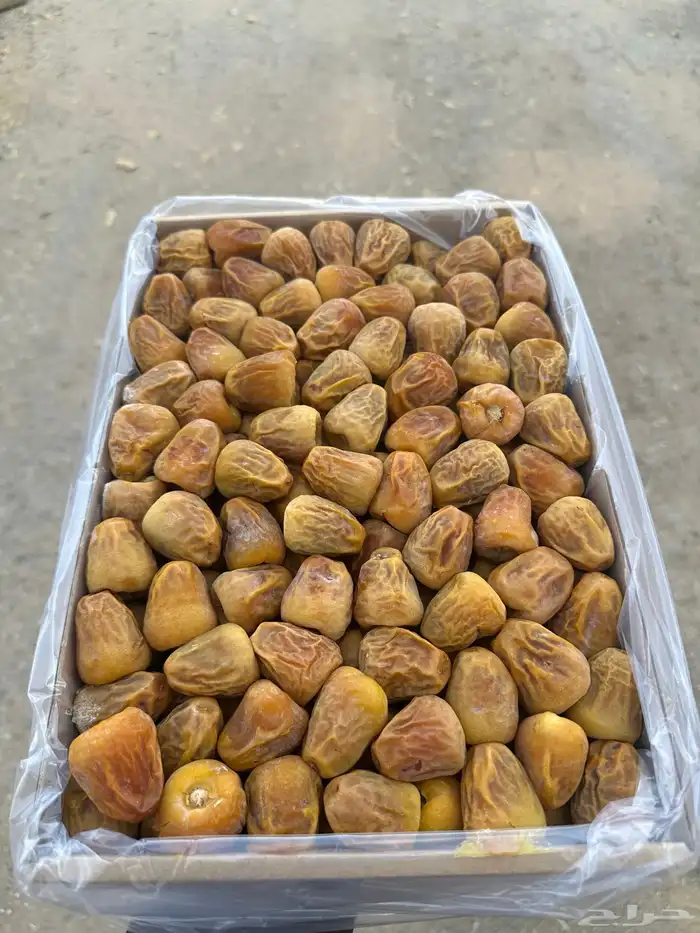 مفتل سكري فاخر 1