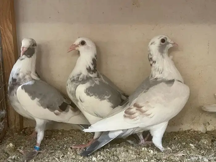 زاجل سباق 4