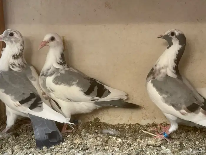 زاجل سباق 0