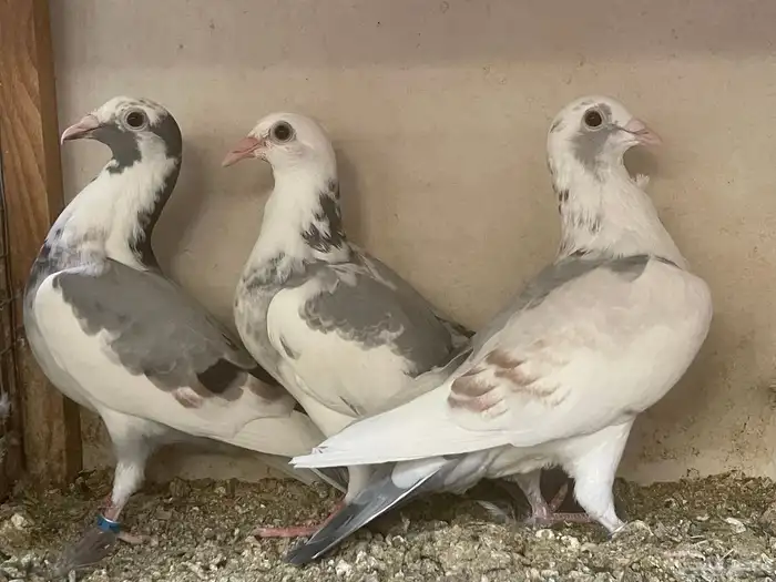 زاجل سباق 3