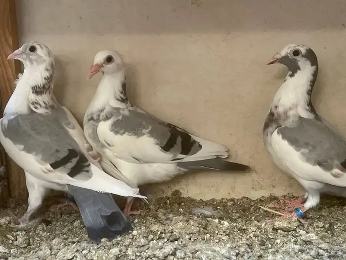 زاجل سباق 2