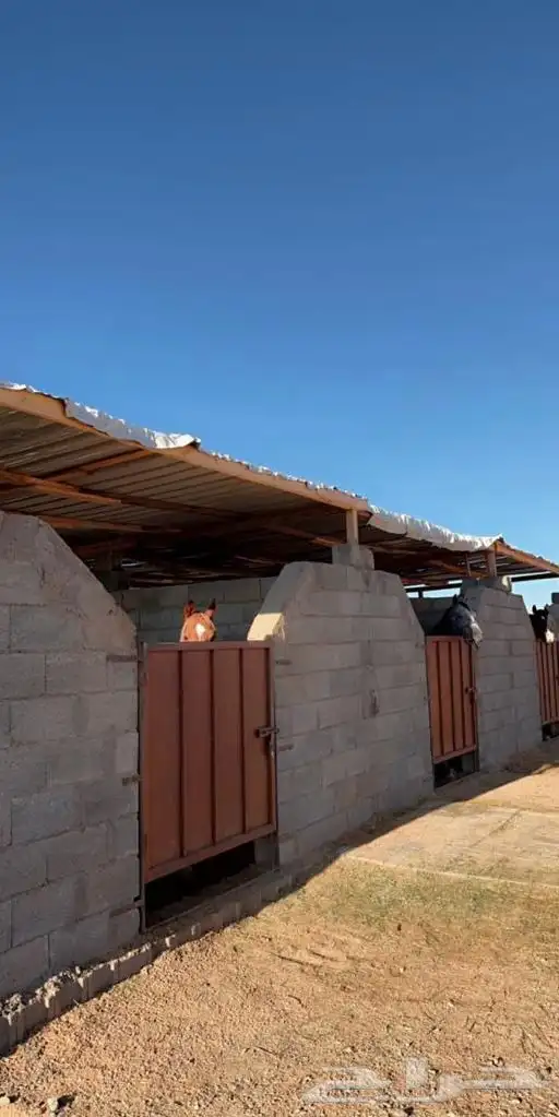 مربط الجوباء للخيل 9