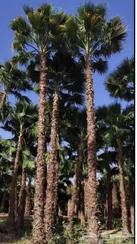 للبيع نخل واشنطني فسايل نقايل صقعي خلاص مجدول شيشي سكري عجوه 9