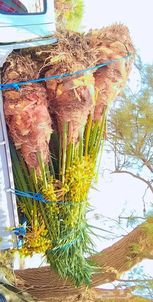 اشجار زيتون ونخيل 5
