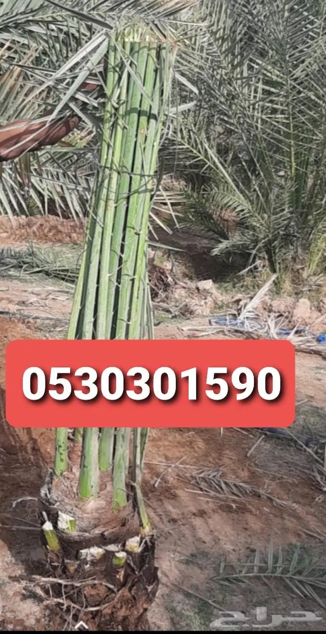 للبيع نخل واشنطني فسايل نقايل صقعي خلاص مجدول شيشي سكري عجوه 31