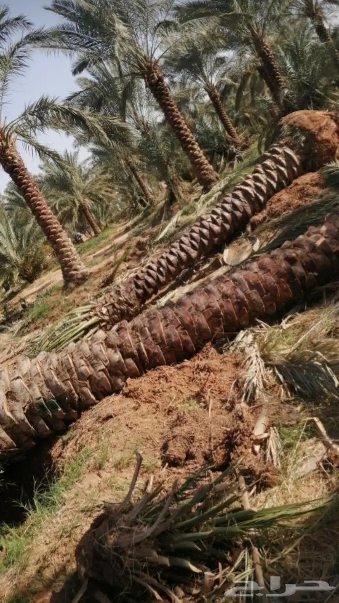 للبيع نخل واشنطني فسايل نقايل صقعي خلاص مجدول شيشي سكري عجوه 35