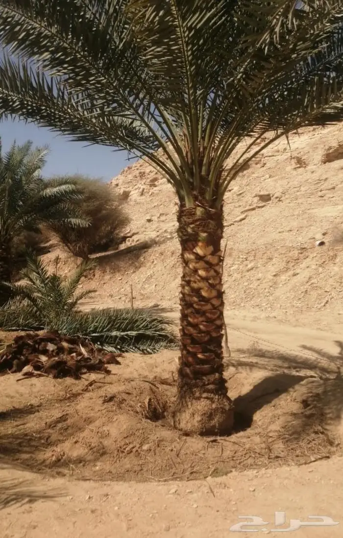 للبيع نخل واشنطني فسايل نقايل صقعي خلاص مجدول شيشي سكري عجوه 29