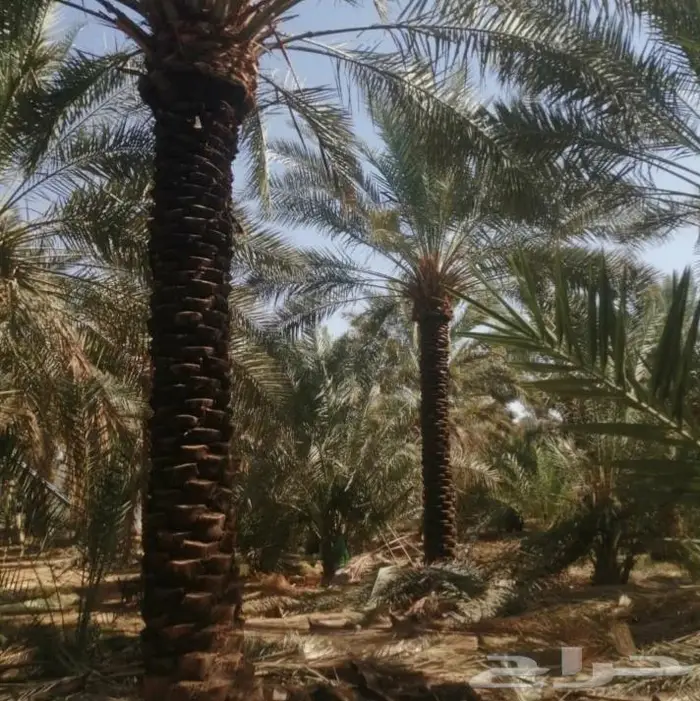 للبيع نخل واشنطني فسايل نقايل صقعي خلاص مجدول شيشي سكري عجوه 12
