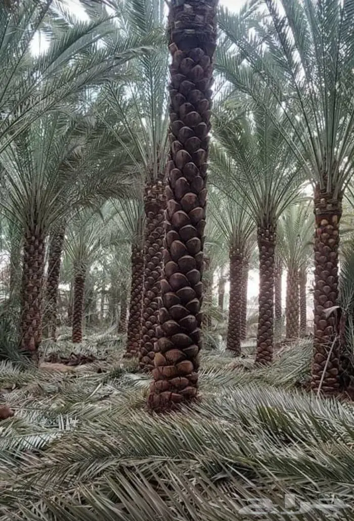 للبيع نخل واشنطني فسايل نقايل صقعي خلاص مجدول شيشي سكري عجوه 20