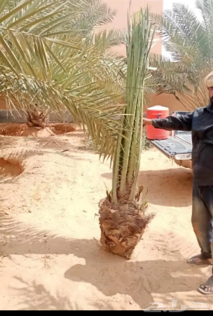للبيع نخل واشنطني فسايل نقايل صقعي خلاص مجدول شيشي سكري عجوه 18