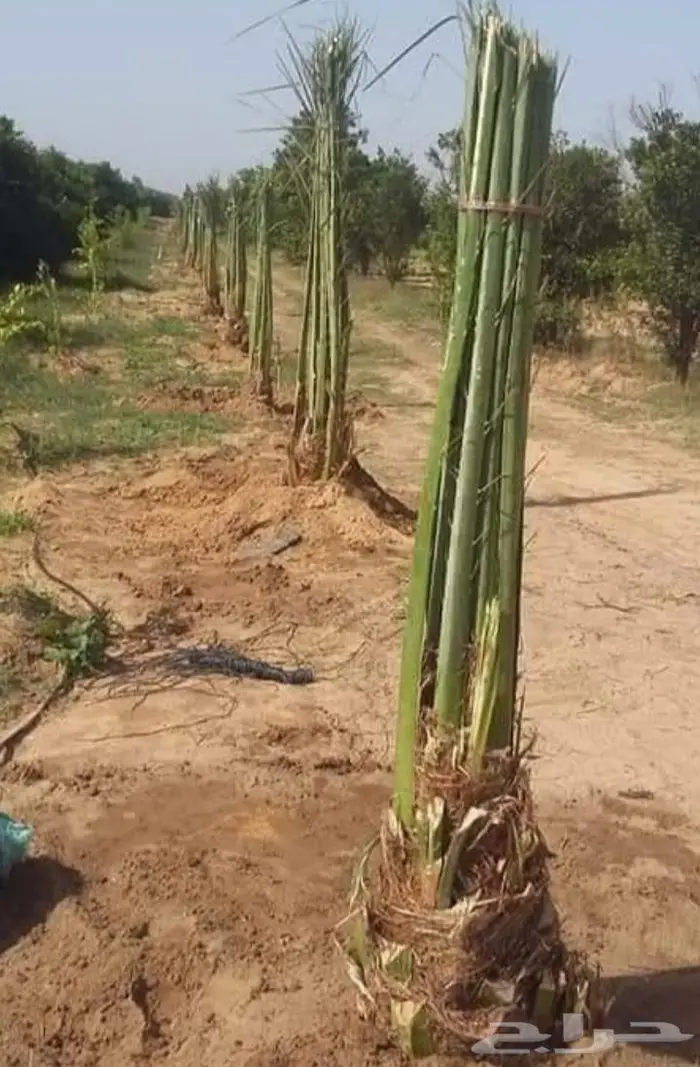للبيع نخل واشنطني فسايل نقايل صقعي خلاص مجدول شيشي سكري عجوه 6