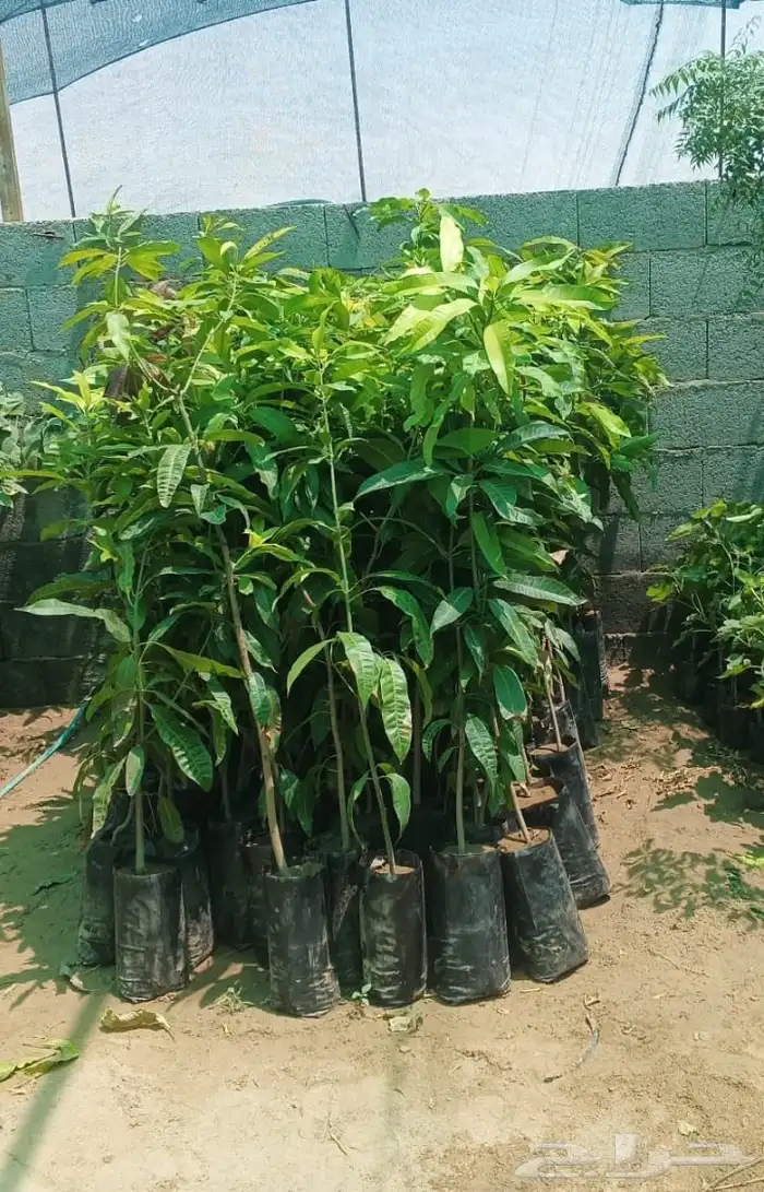 شتلات مانجو 0