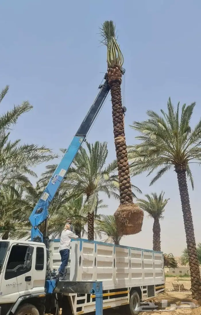 للبيع نخل واشنطني فسايل نقايل صقعي خلاص مجدول شيشي سكري عجوه 17