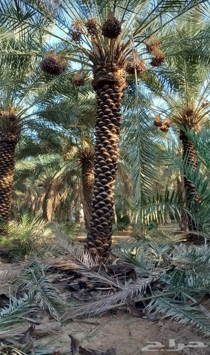 للبيع نخل واشنطني فسايل نقايل صقعي خلاص مجدول شيشي سكري عجوه 34