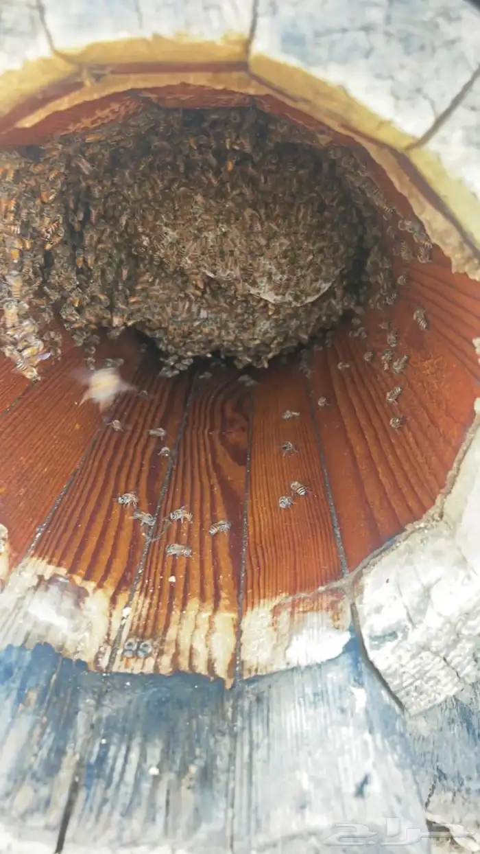 عسل من مناحلي سمره وطحلة وسدرة وقتادة وغذاء ملكات اصلي 6