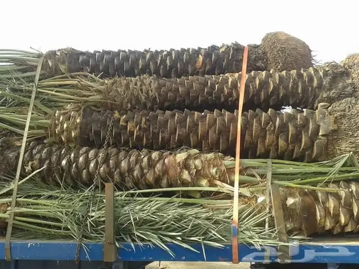 نخل للبيع مثمر وزينة 1