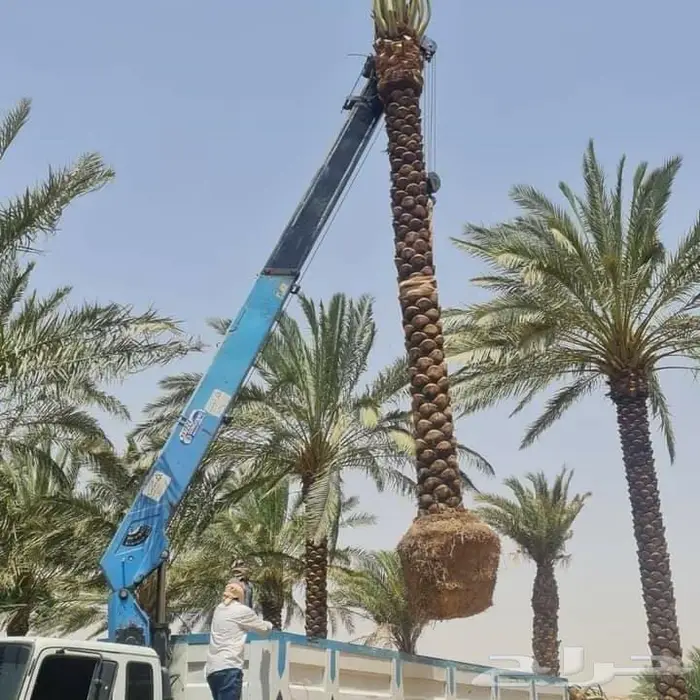 للبيع نخل واشنطني فسايل نقايل صقعي خلاص مجدول شيشي سكري عجوه 3
