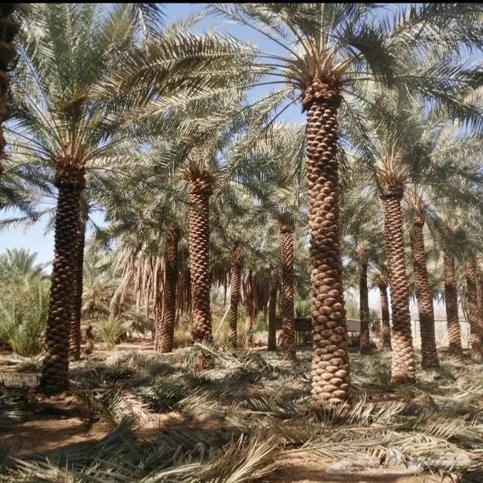 للبيع نخل واشنطني فسايل نقايل صقعي خلاص مجدول شيشي سكري عجوه 24