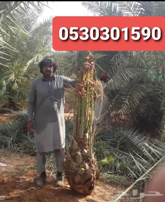 للبيع نخل واشنطني فسايل نقايل صقعي خلاص مجدول شيشي سكري عجوه 21