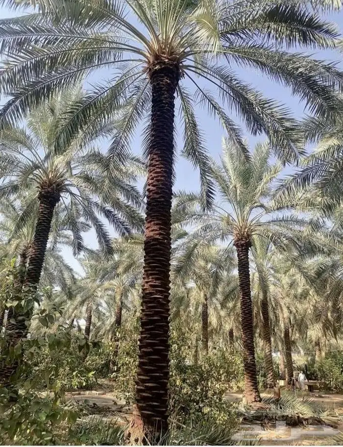 للبيع نخل واشنطني فسايل نقايل صقعي خلاص مجدول شيشي سكري عجوه 28
