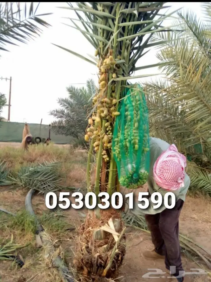 للبيع نخل واشنطني فسايل نقايل صقعي خلاص مجدول شيشي سكري عجوه 22