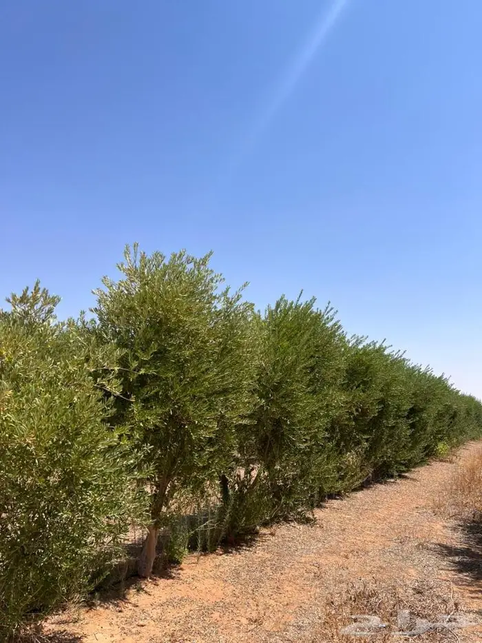 اشجار زيتون ونخيل 1