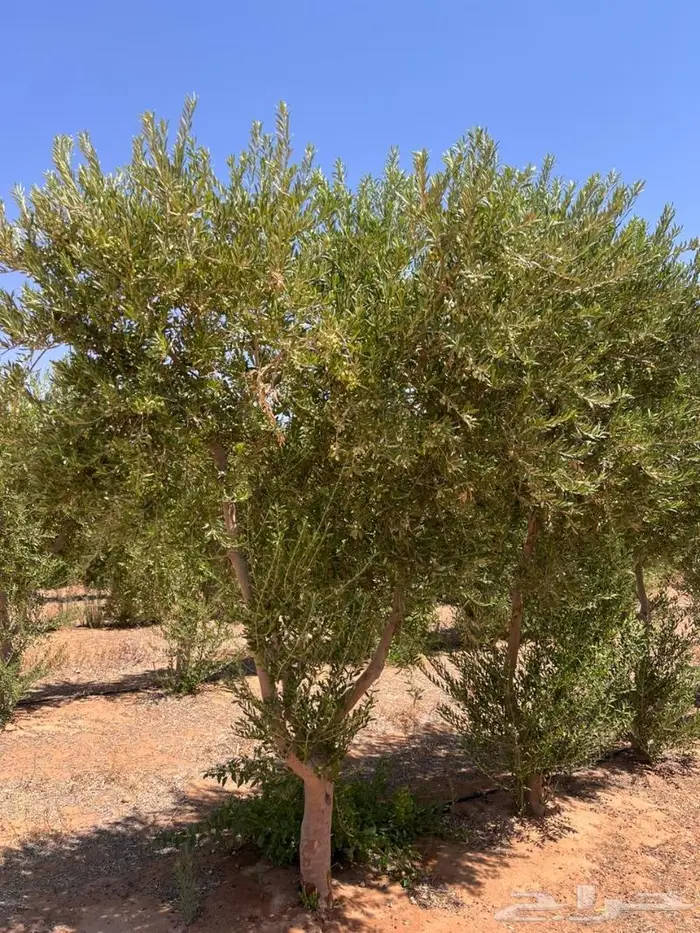 اشجار زيتون ونخيل 3